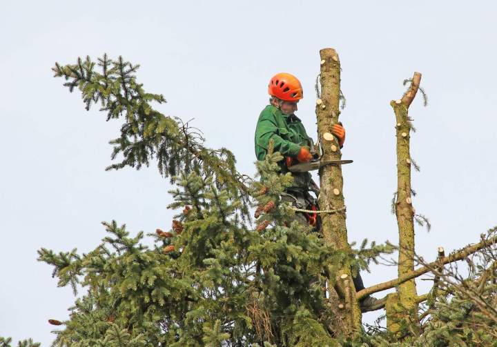 Élagage d'arbres Bourbon-Lancy
