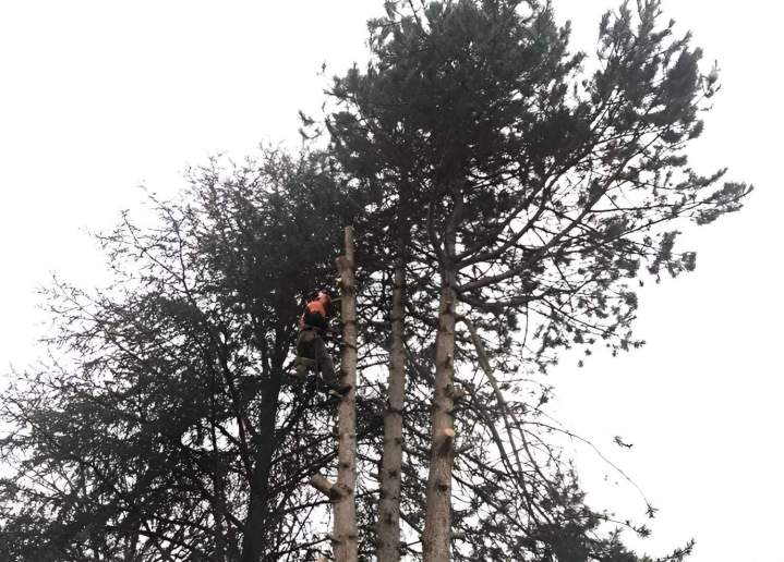 Elagage professionnel près de Moulins