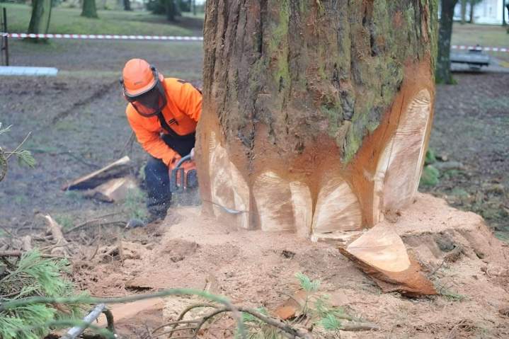 Abattage arbre sécurisé près de Moulins